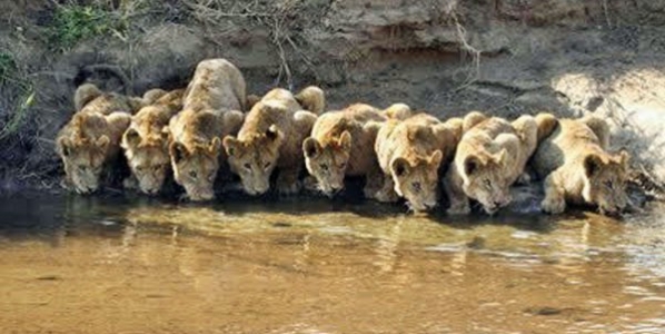 lions