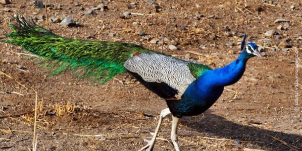 peacock_gir