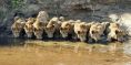 lions