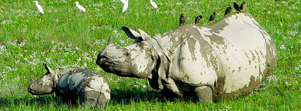 assam