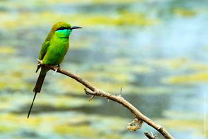 faune en inde